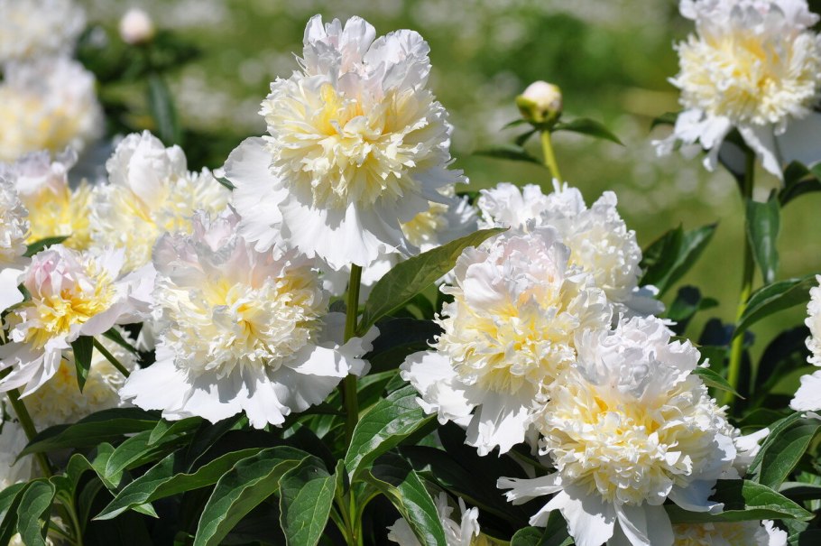 Пион Дейдрим