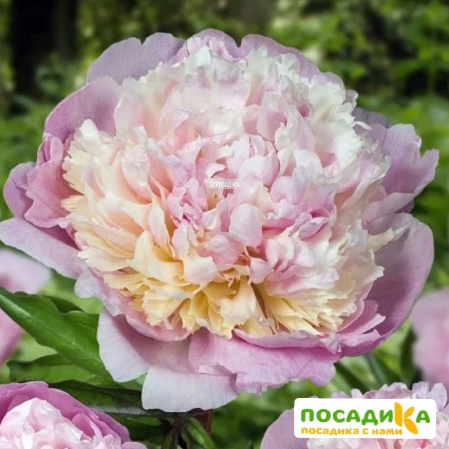 Пион щербет