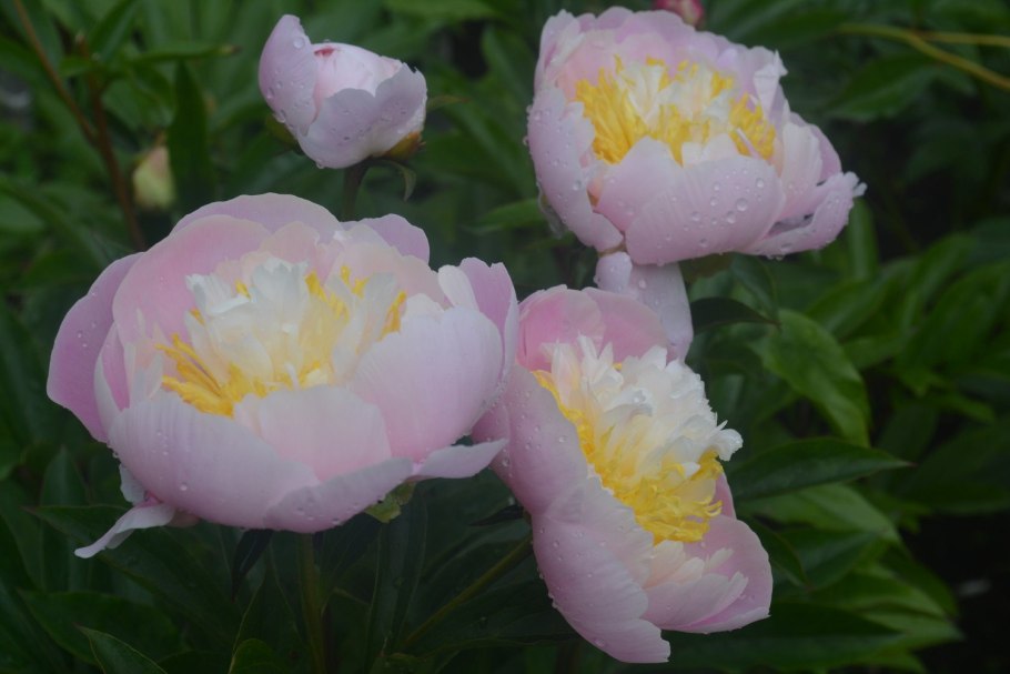 Пион травянистый Имакулее