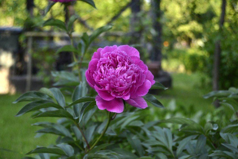 Пион Червонный Оксамит