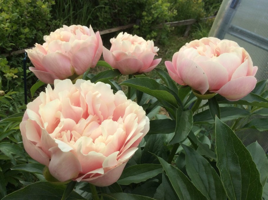 Пион Виттманна