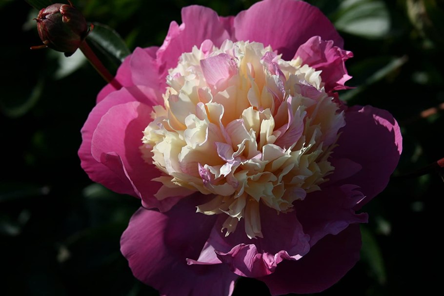 Пион Гаспери Сандей