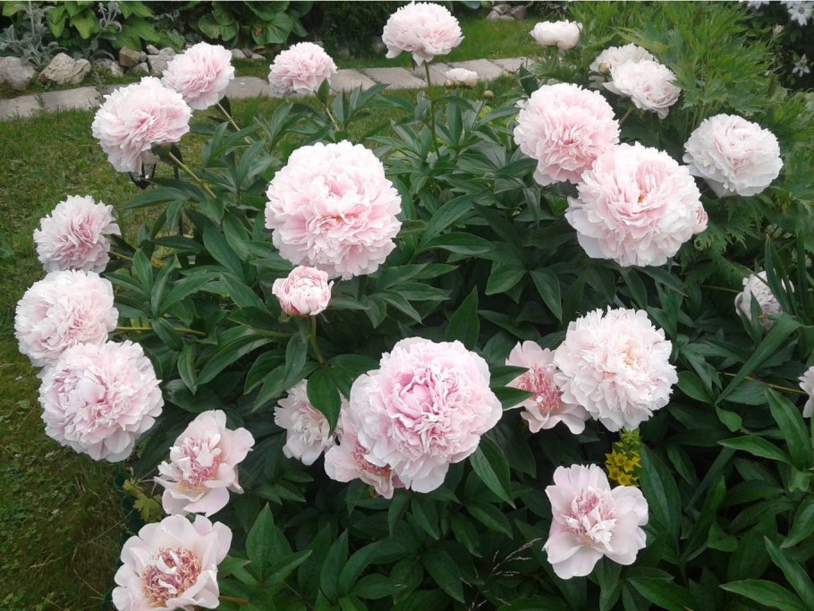 Пион Celebrity (10-15см/с2-c3)