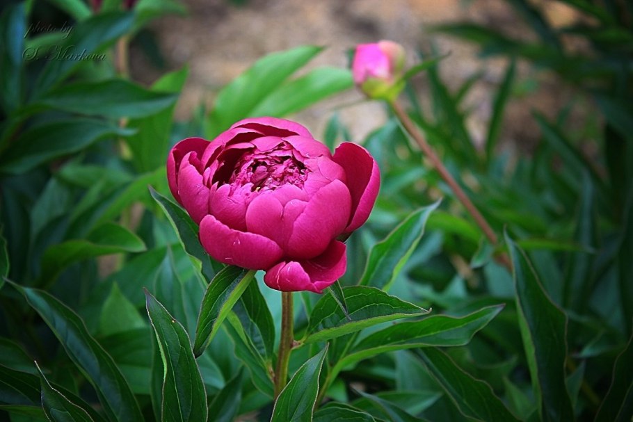 Пион Мадрид