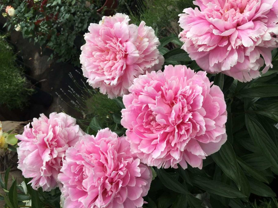 Пион молочноцветковый Мадрид