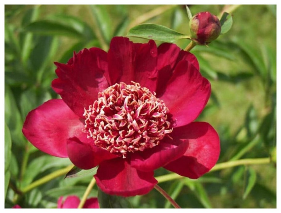 Пион мадам шалот