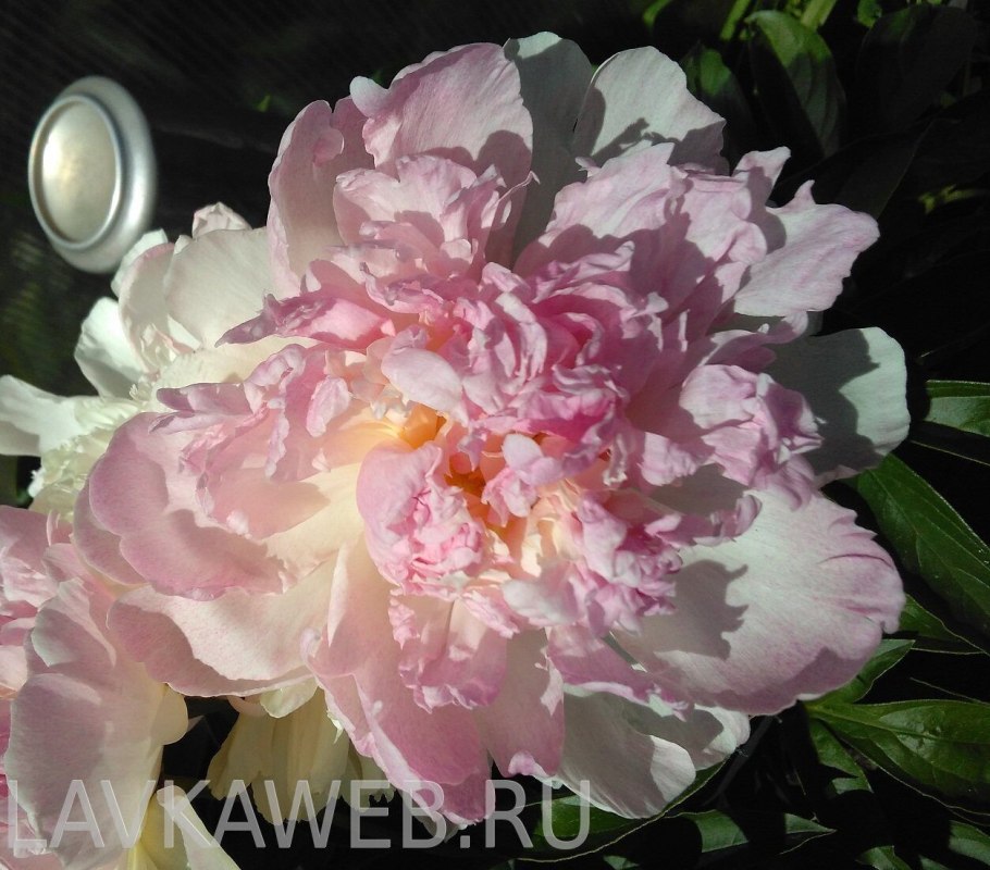 Пионы плантация