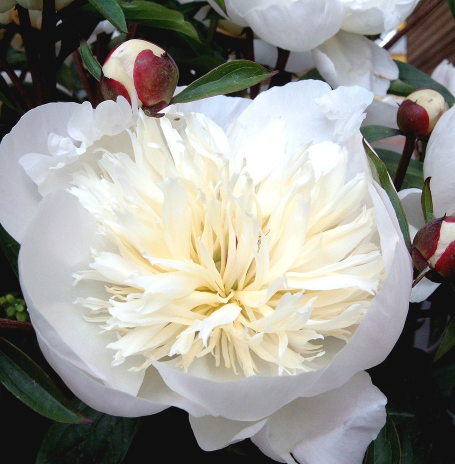 Пион молочноцветковый Имакулее