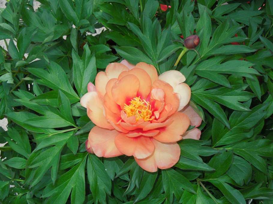 Пион Festiva maxima