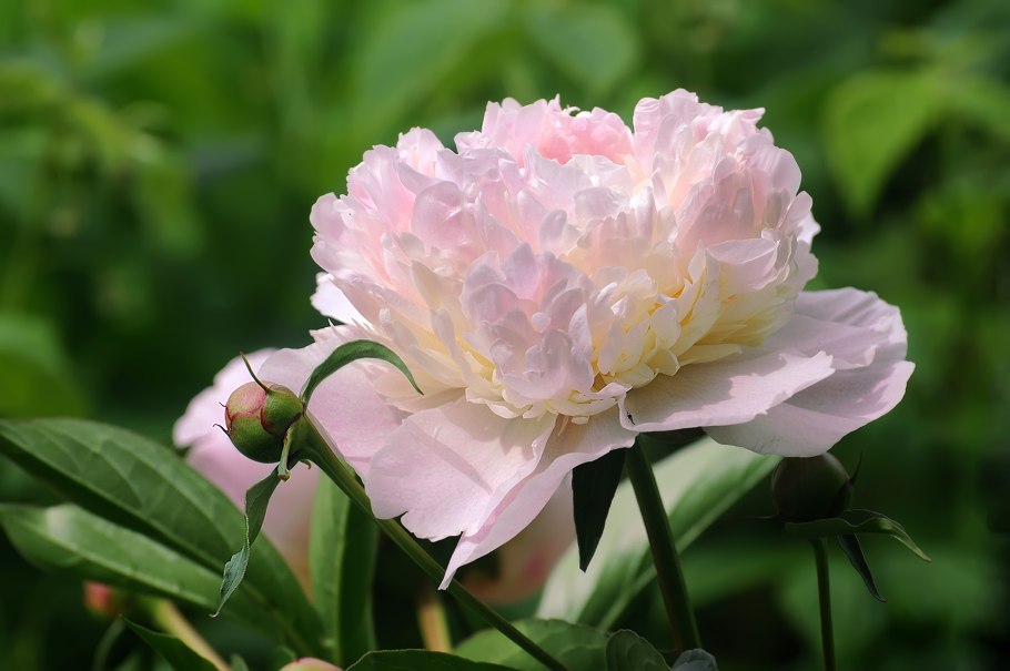 Пион Виктори де ла Марне