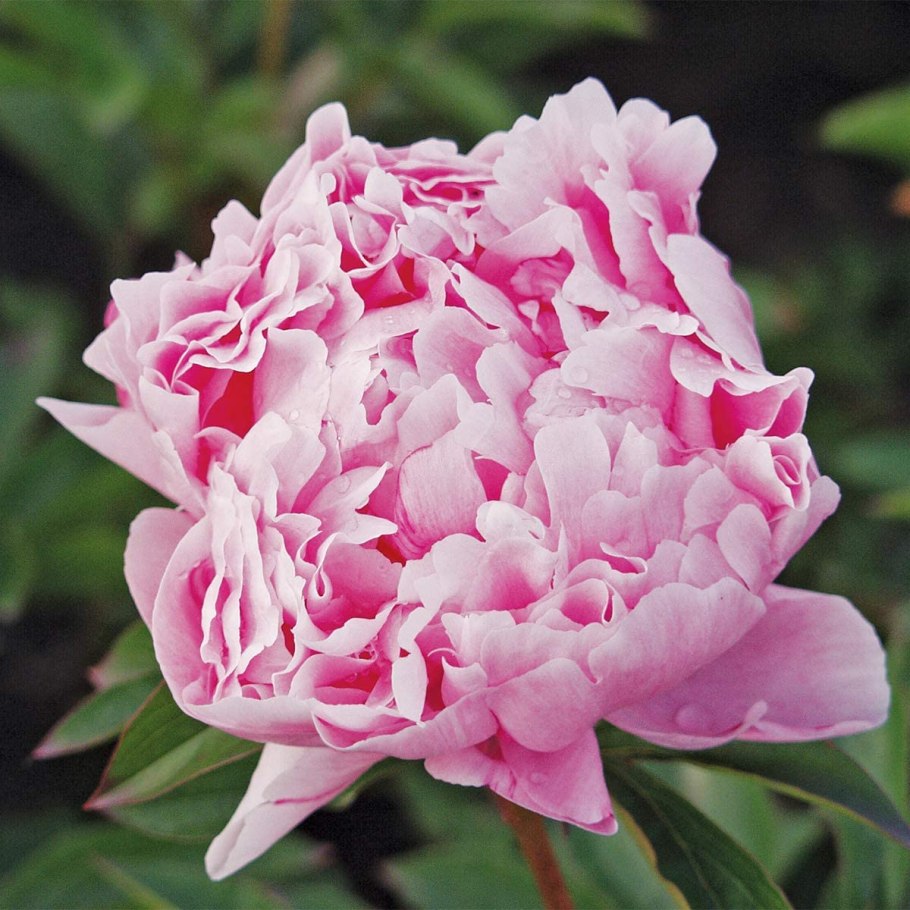 Пион травянистый Корал Суприм