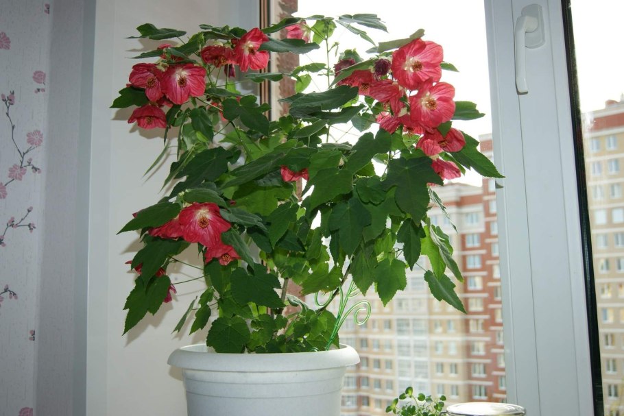 Абутилон гибридный "Аэлита" в саду