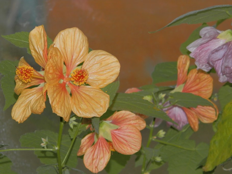 Абутилон Арлекин