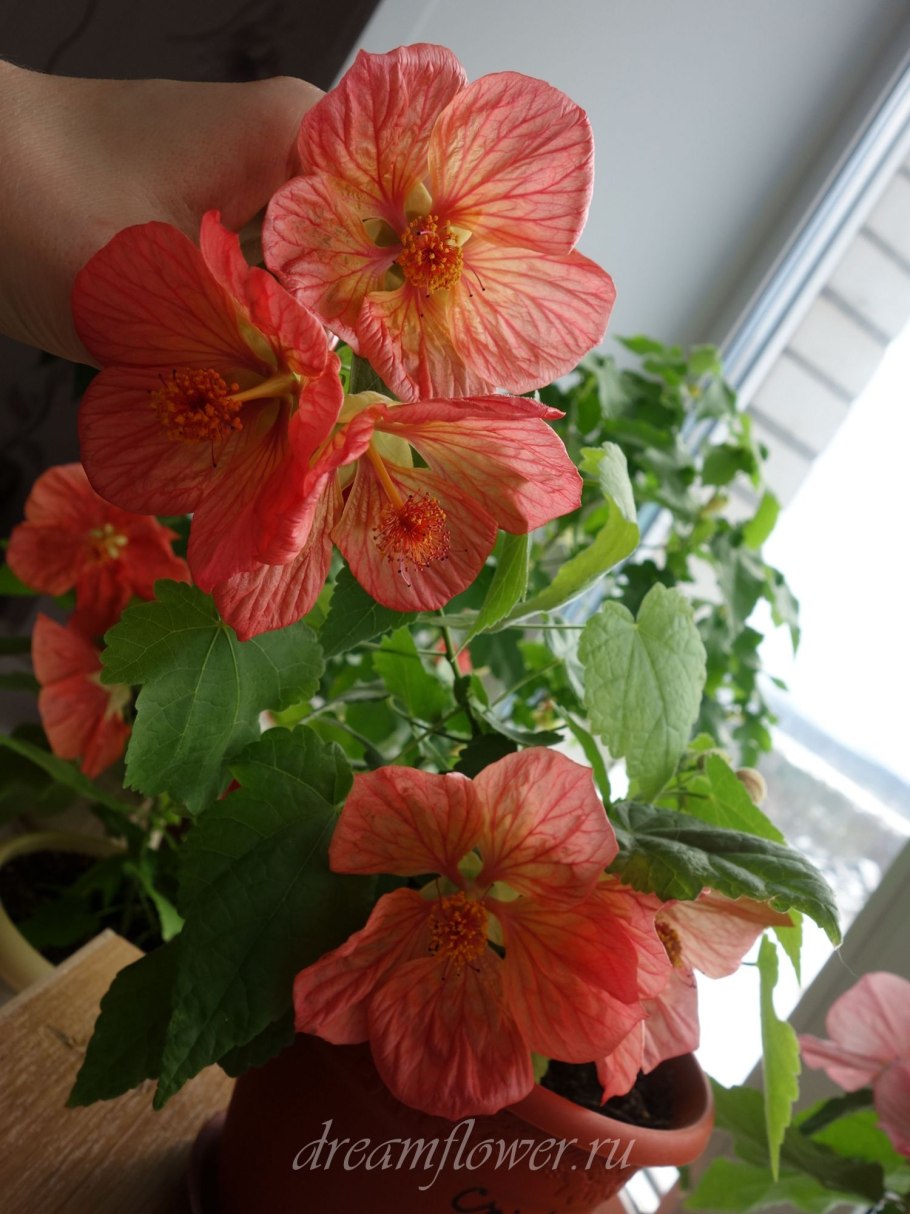 Абутилон Челентано