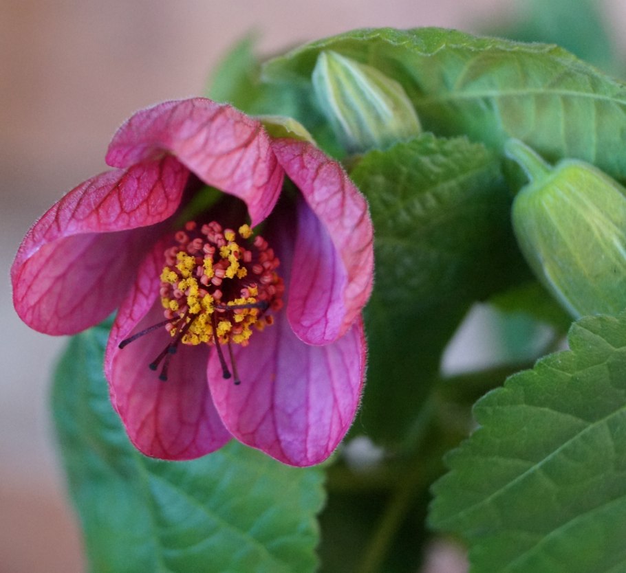 Абутилон комнатный клен