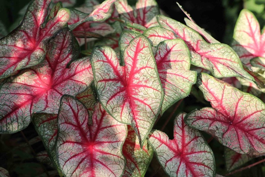 Каладиум Pink Beauty