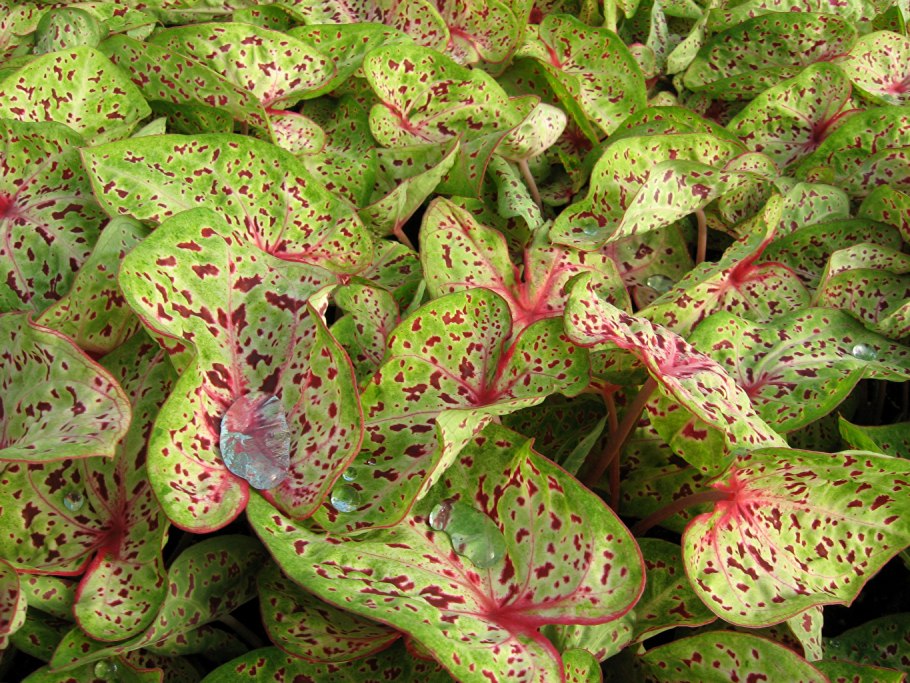 Каладиум Призрачный