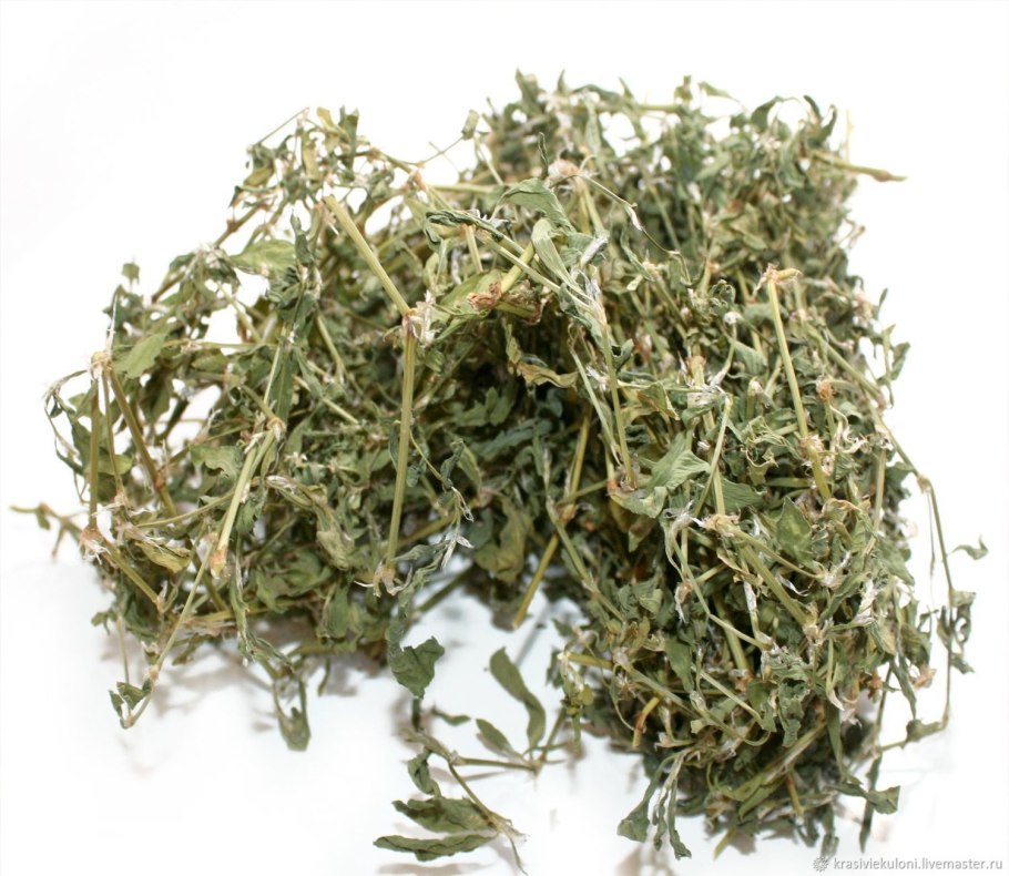 Polygonum lapathifolium гербарий