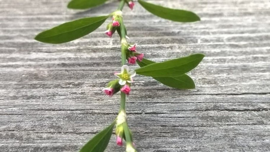 Спорыш птичий сырье