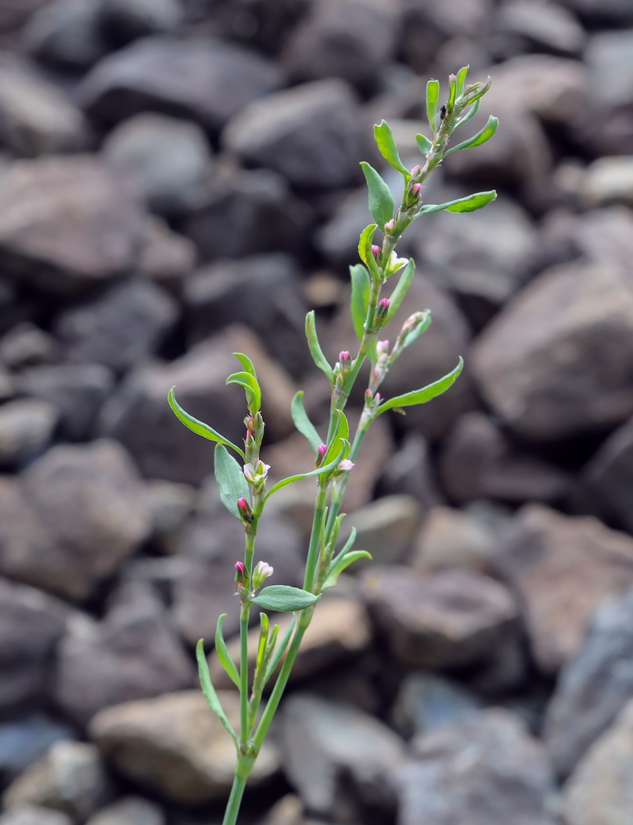 Polygonum bistorta Herbarium