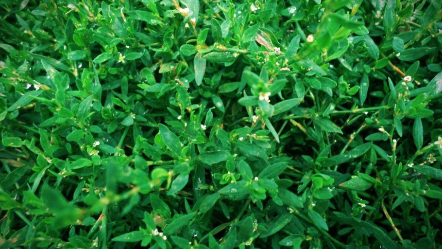 Гаметангии высших растений видов