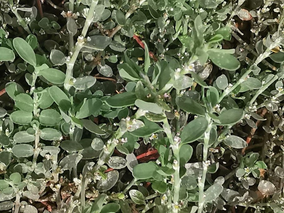 Спорыш микроскопия