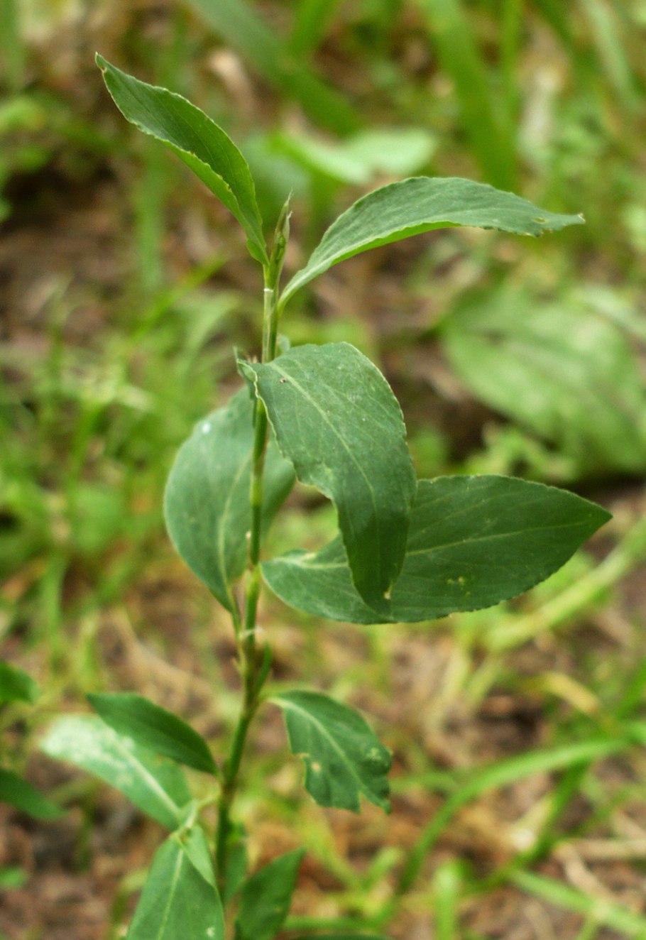 Кызыл Пача растение