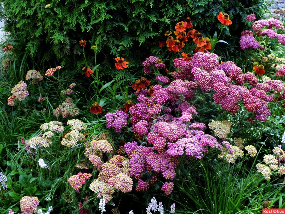 Тысячелистник Колорадо