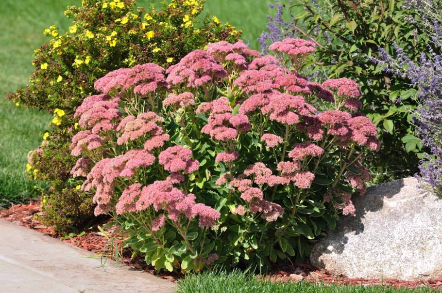 Дельфиниум и нивяник