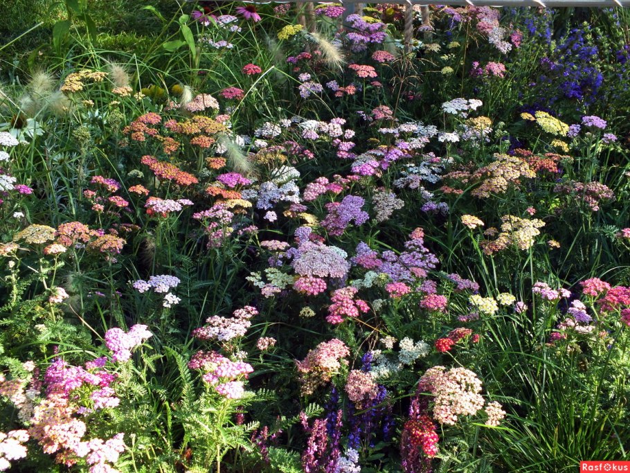 Тысячелистник Экселент