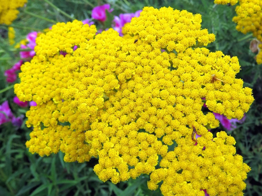 Тысячелистник на клумбе