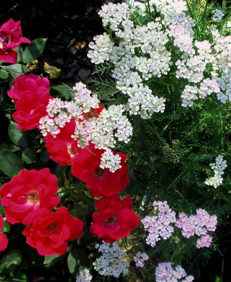 Тысячелистник саммер Беррис