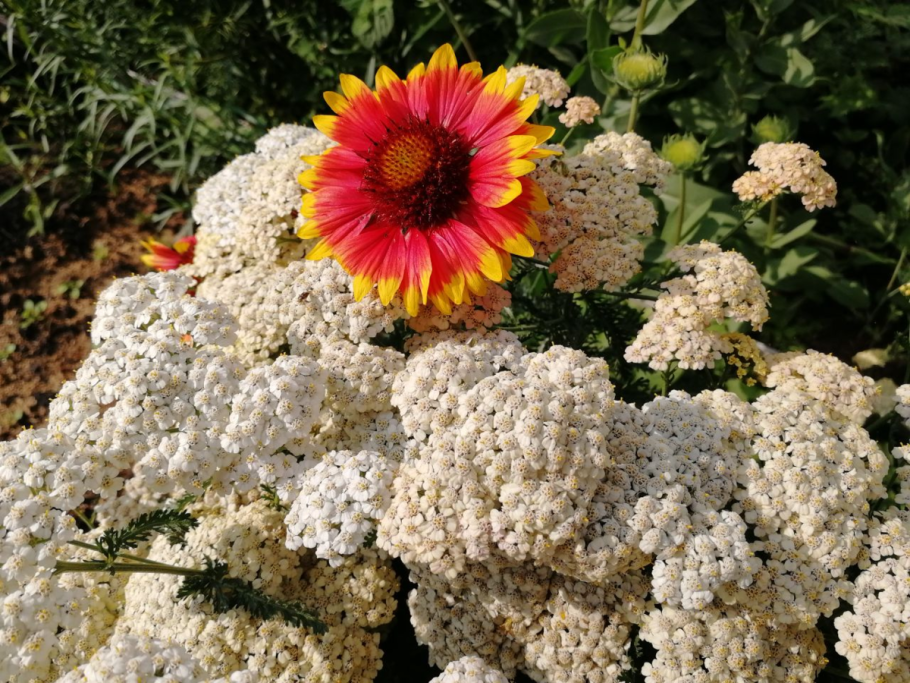 Тысячелистник смесь