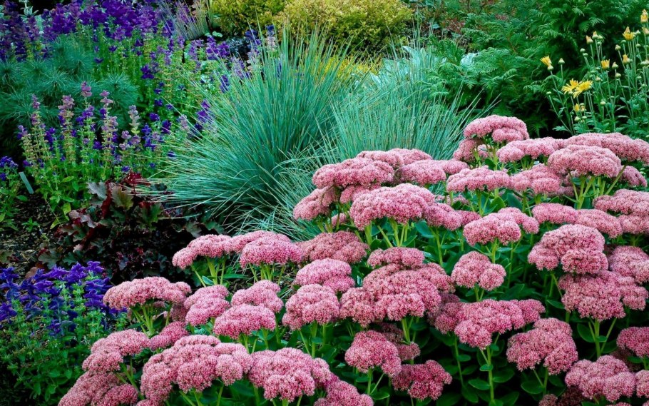 Тысячелистник обыкновенный на клумбе