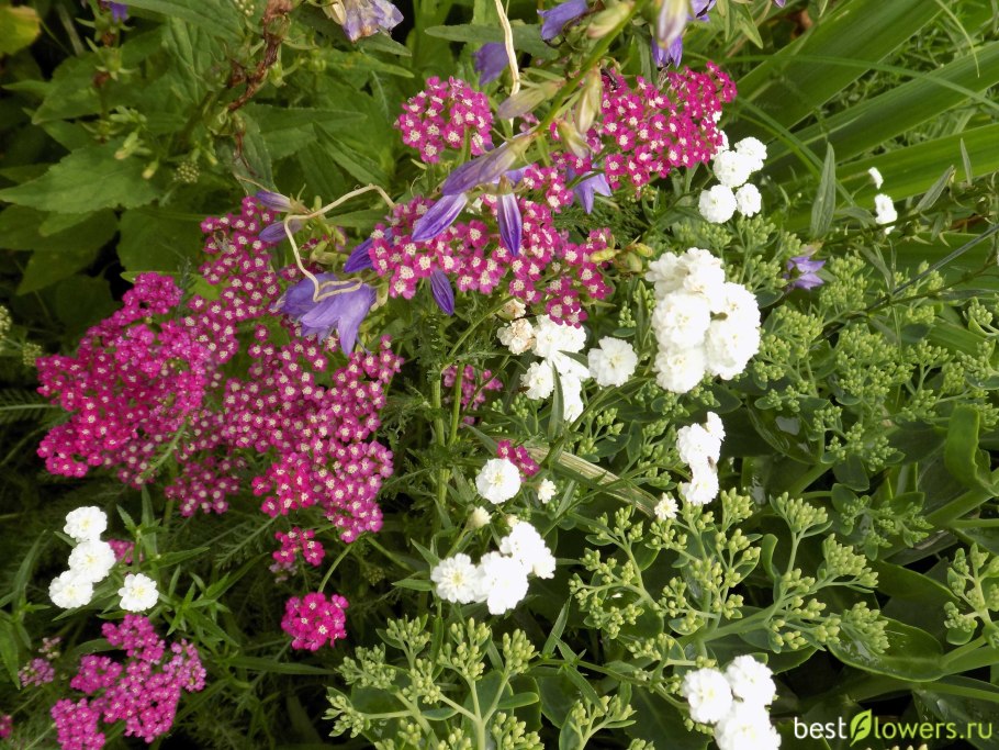 Тысячелистник многолетник садовый