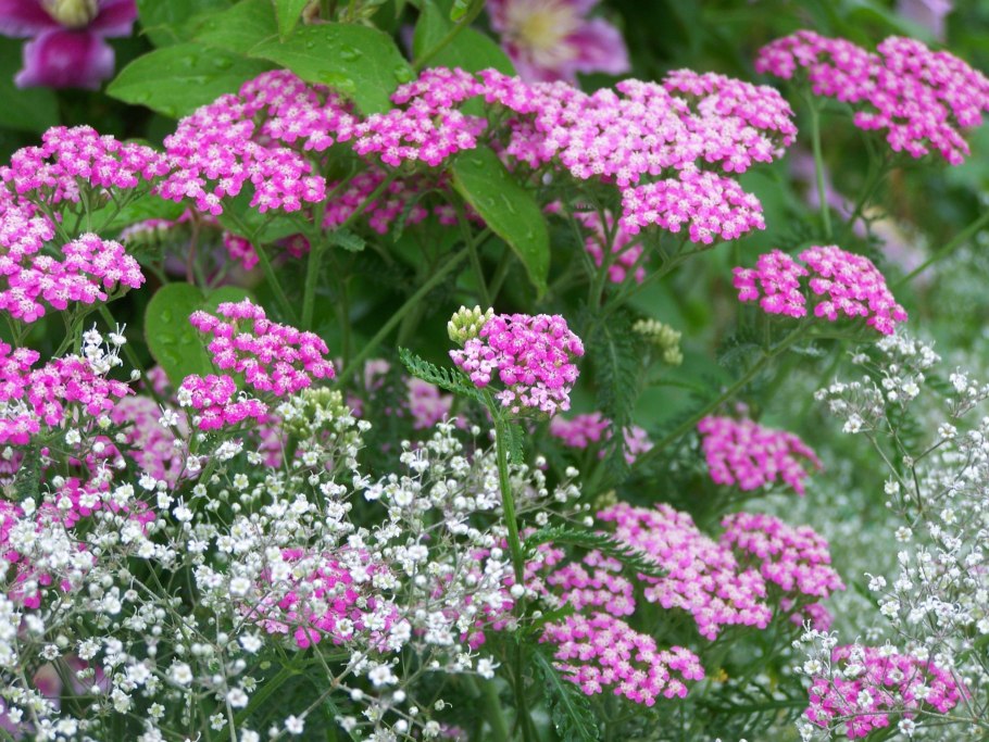 Тысячелистник Экселент