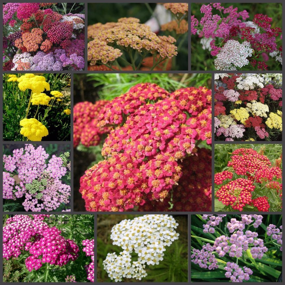 Тысячелистник Экселент