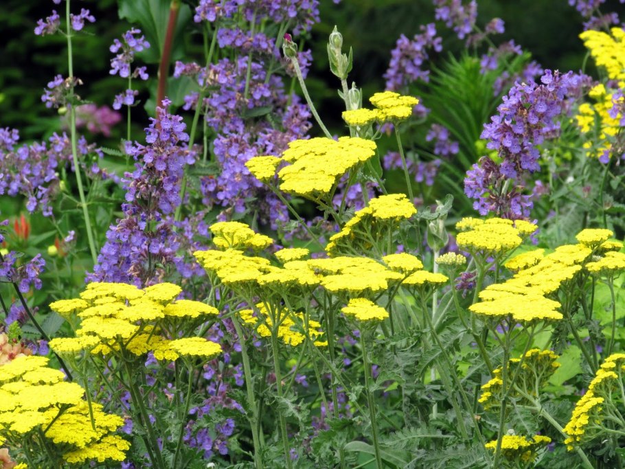 Миксбордер эхинацея тысячелистник