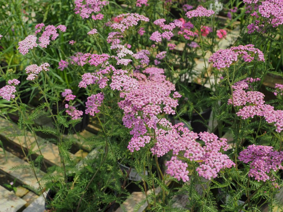 Тысячелистник птармика