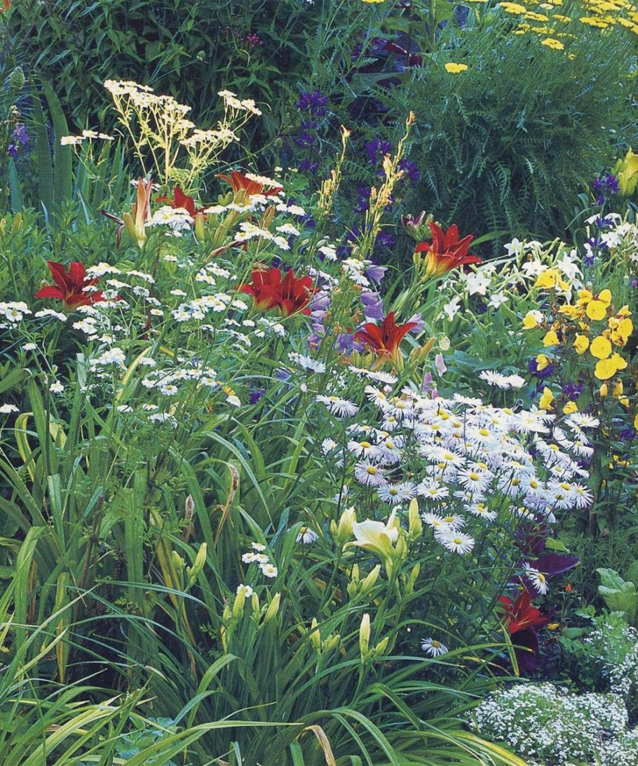 Тысячелистник садовый розовый