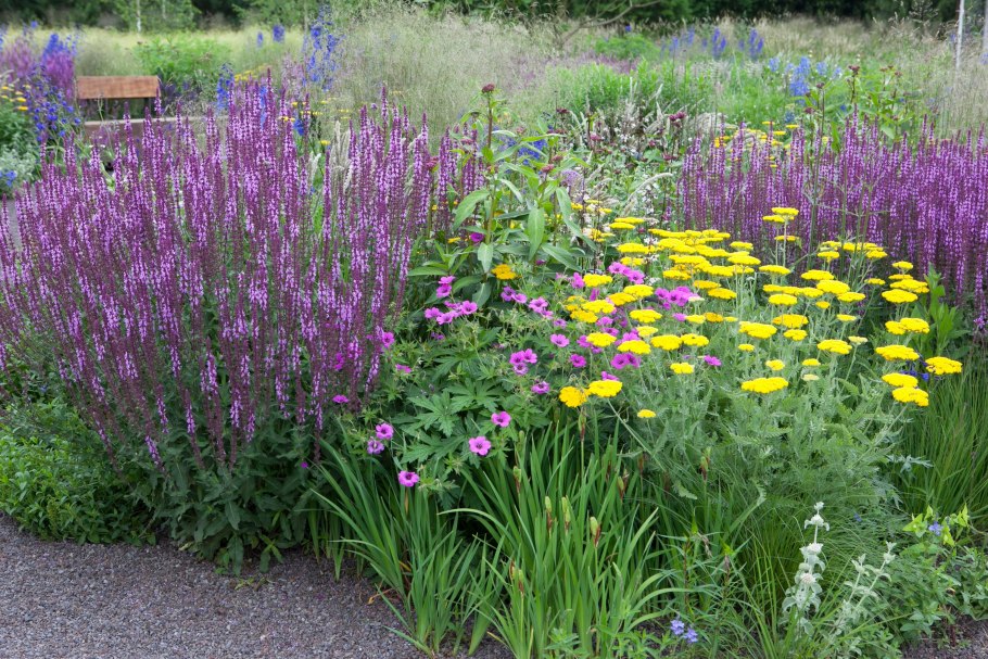 Шалфей дубравный в цветнике