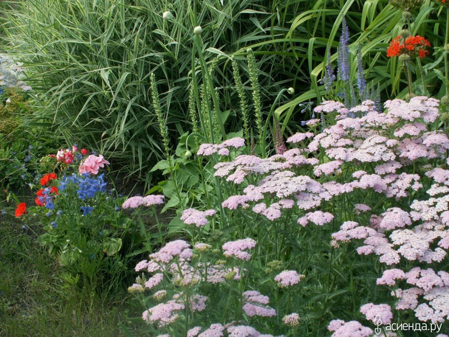 Гелениум в цветнике