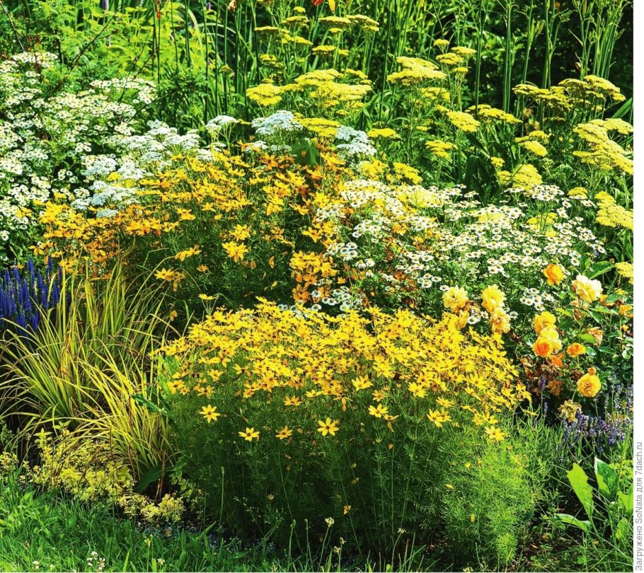 Кореопсис мутовчатый 'zagreb'