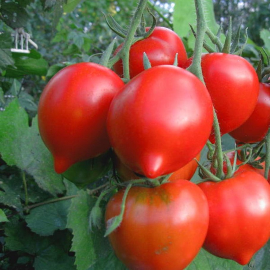 Томат Юбилейный Тарасенко