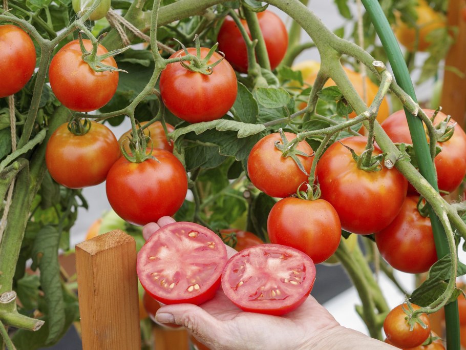 Аэлита томат красная стрела f