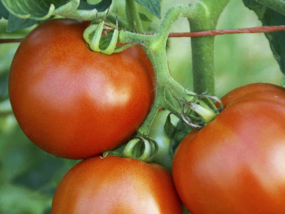 Томат артист f1