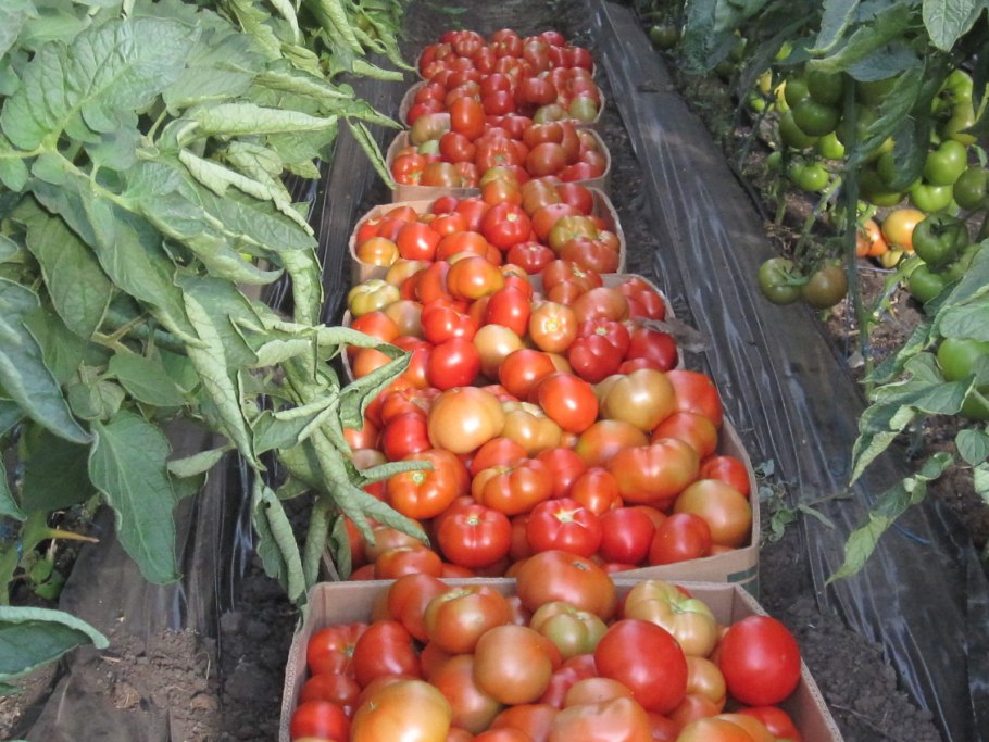 Томат Эйджен f1