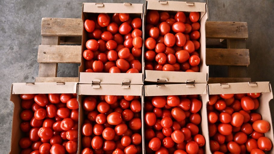 Томат Юбилейный Тарасенко семена