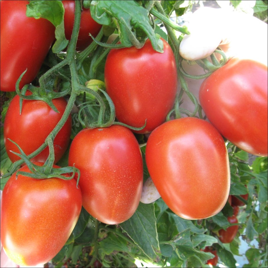 Семена перец "Ведрана f1", Золотая сотка Алтая