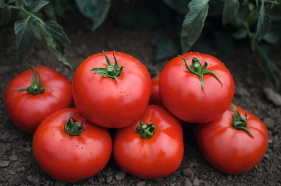 Сайт Уральский коллекционер Садовод сорта Виктории